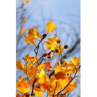 Imagen 19 del producto