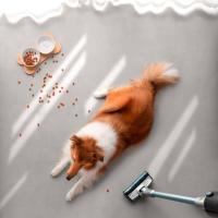 Imagem 10 do produto